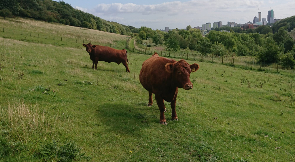 Meanwood valley urban Farm